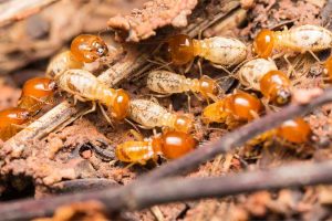 DỊCH VỤ PHÒNG CHỐNG MỐI