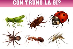 Côn trùng là gì? Phân loại các loài côn trùng theo hình thức phát triển