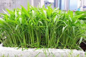 Rau muống có tác dụng gì ?