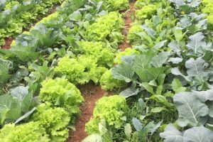 NHỮNG LỢI ÍCH CỦA VIỆC TỰ TRỒNG RAU SẠCH TẠI NHÀ