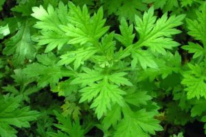 RAU NGẢI CỨU – CÓ HOẠT CHẤT CHỐNG COVID-19 RẤT MẠNH