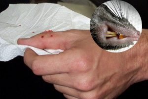 Các mầm bệnh nguy hiểm reo rắc từ chuột