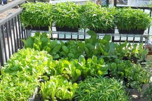 TỔNG HỢP CÁC LOẠI RAU DỄ TRỒNG – ĂN SUỐT MÙA HÈ KHÔNG SỢ HẾT