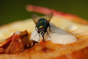 Những nguy tại tiềm ẩn từ ruồi nhà