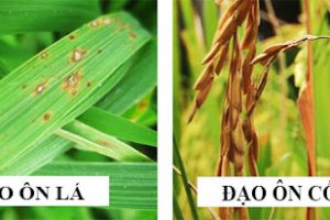 Top 3 hoạt chất trị đạo ôn trên lúa phổ biến nhất hiện nay