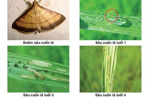 Phòng trừ sâu cuốn lá nhỏ trên lúa