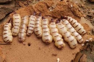 “SỰ THẬT KHÓ TIN” VỀ LOÀI MỐI